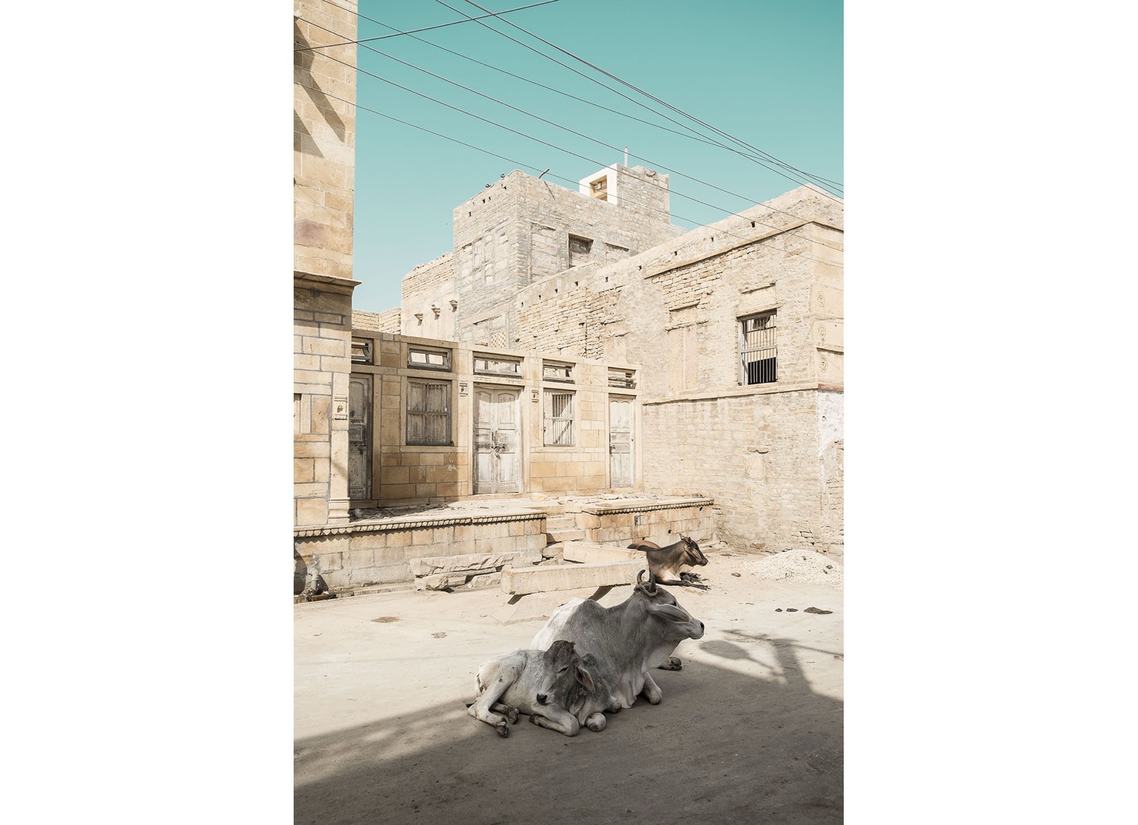 Indien, Streetfotografie mit Kühen